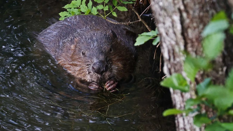Beaver, Motala, Östergötland County, Sweden